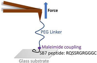 Ultrahigh Adhesion Force Between Silica-Binding Peptide SB7 and Glass Substrate Studied by Single-Molecule Force Spectroscopy and Molecular Dynamic Simulation